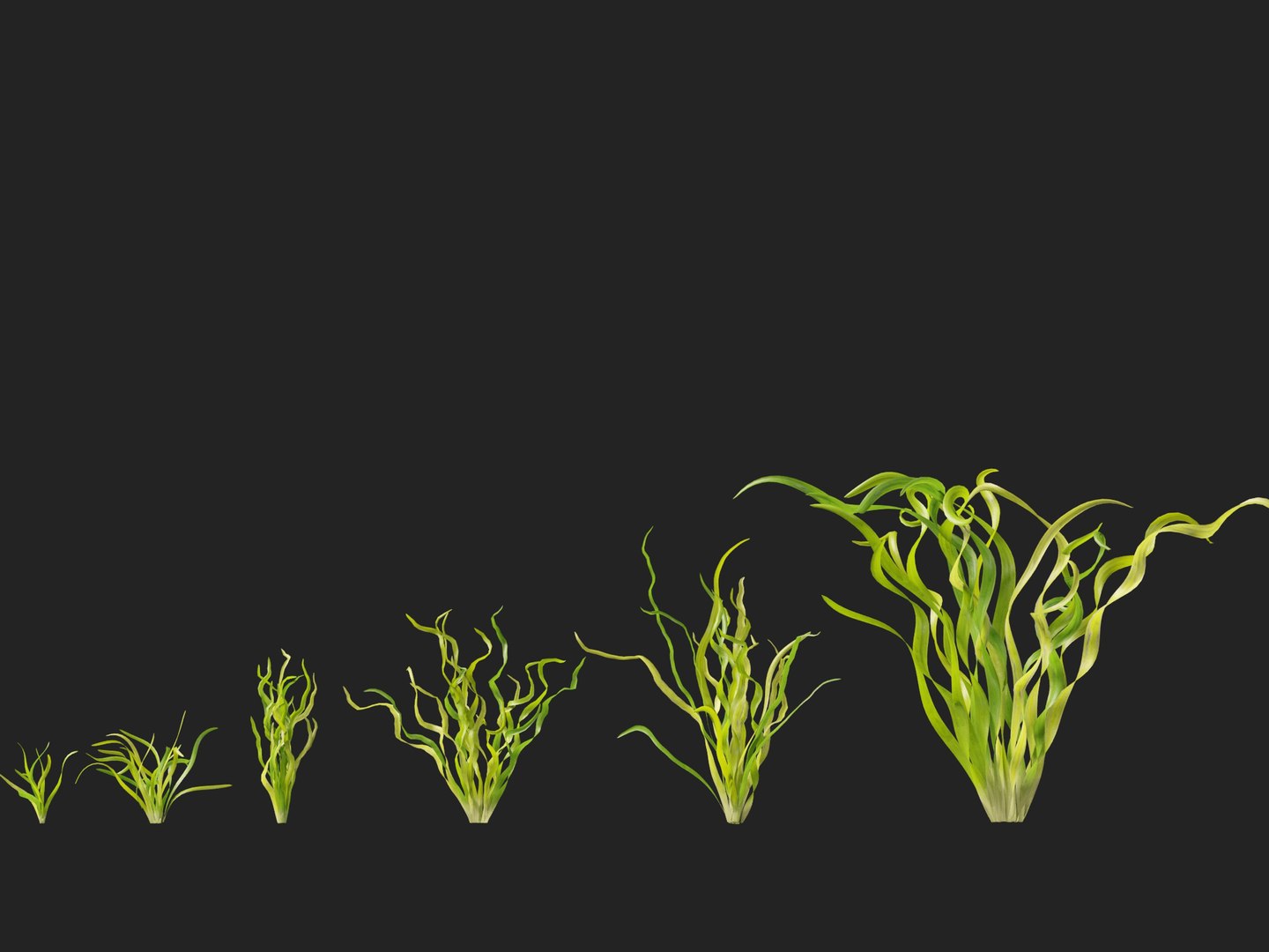 Highpoly LowPoly - Vallisneria americana - eelgrass 3D model https://p.turbosquid.com/ts-thumb/Si/ORFbeA/sA/vallisneriaamericana014/jpg/1744971297/1920x1080/fit_q87/d22eb20e7f629981131ba562cf9b5b51c08994cf/vallisneriaamericana014.jpg