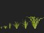 Highpoly LowPoly - Vallisneria americana - erba anguilla