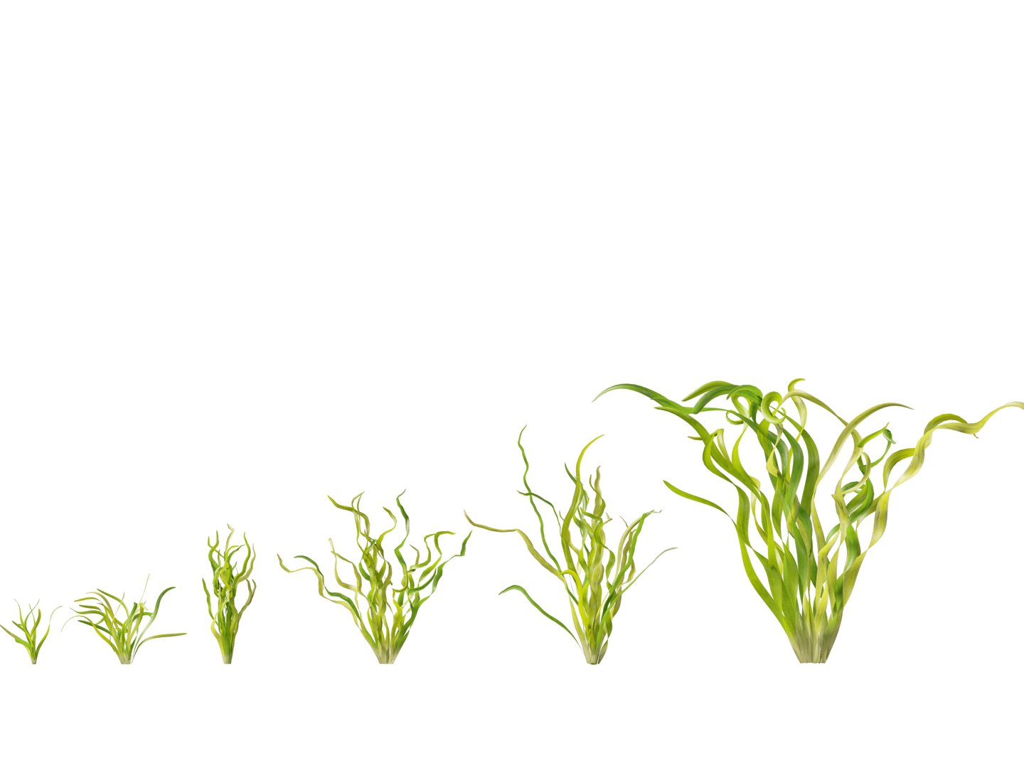 Highpoly LowPoly - Vallisneria americana - eelgrass 3D model https://p.turbosquid.com/ts-thumb/Si/ORFbeA/sn/vallisneriaamericana013/jpg/1744971295/1920x1080/fit_q87/fcfcf384940081aeffa5fb0f2708d27ae60e9c00/vallisneriaamericana013.jpg