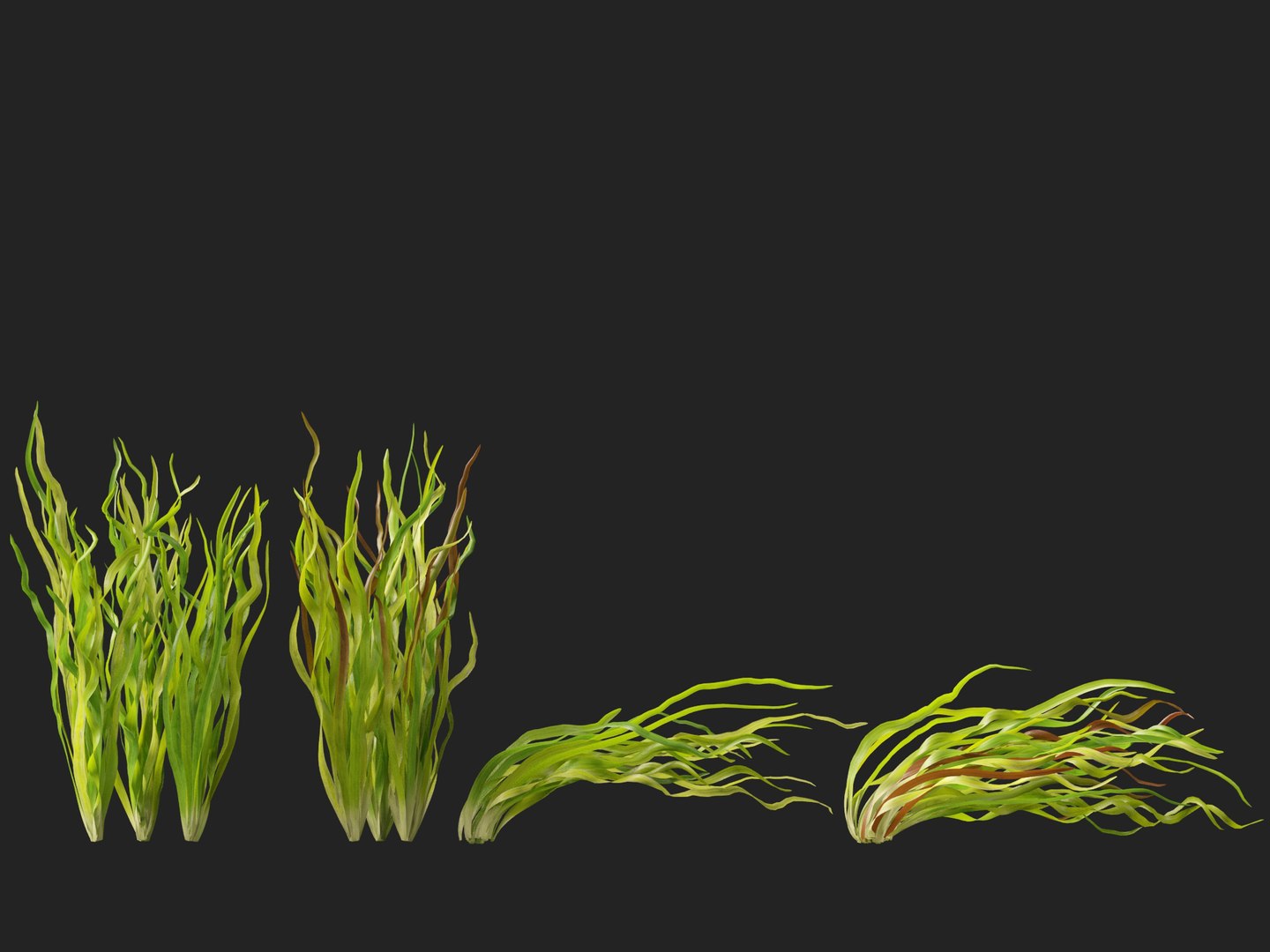 Highpoly LowPoly - Vallisneria americana - eelgrass 3D model https://p.turbosquid.com/ts-thumb/Si/ORFbeA/t3/vallisneriaamericana018/jpg/1744971300/1920x1080/fit_q87/9569d2a72e440cf522f895a36a43122d10a5d57c/vallisneriaamericana018.jpg