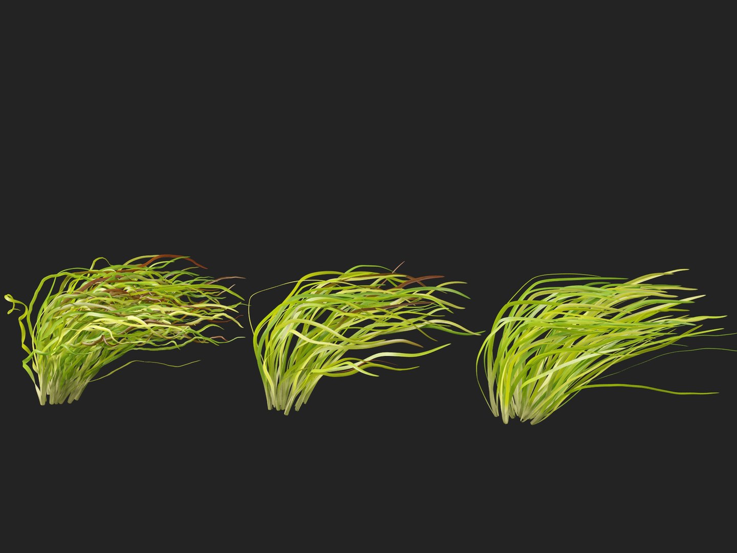 Highpoly LowPoly - Vallisneria americana - eelgrass 3D model https://p.turbosquid.com/ts-thumb/Si/ORFbeA/tB/vallisneriaamericana0110/jpg/1744971302/1920x1080/fit_q87/682d189e1684addc18fd9d8e45a74a3817ba7c6c/vallisneriaamericana0110.jpg