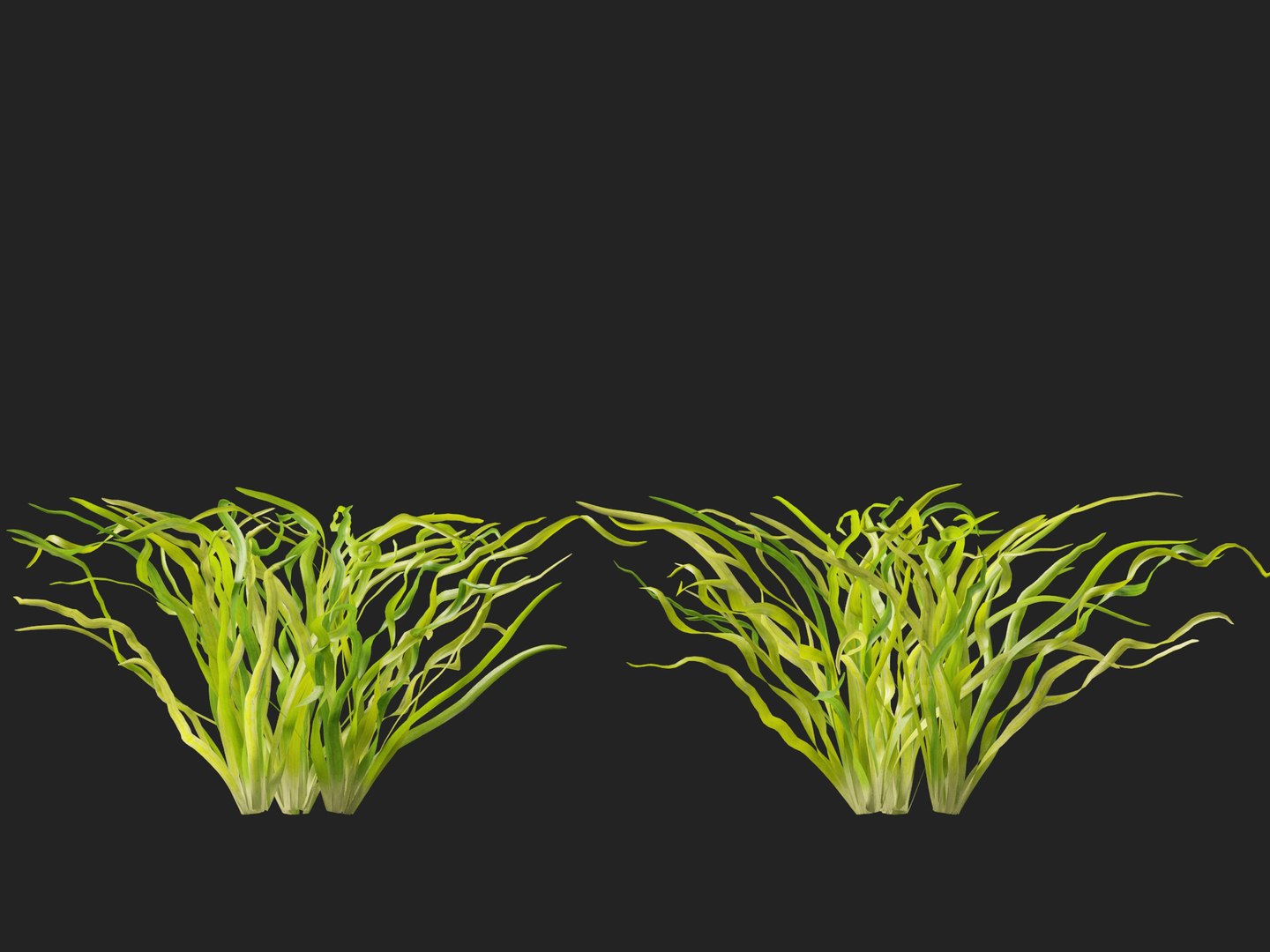 Highpoly LowPoly - Vallisneria americana - eelgrass 3D model https://p.turbosquid.com/ts-thumb/Si/ORFbeA/zW/vallisneriaamericana016/jpg/1744971299/1920x1080/fit_q87/a40053b03c0b22c24cd5025b4e3681540b8b3611/vallisneriaamericana016.jpg