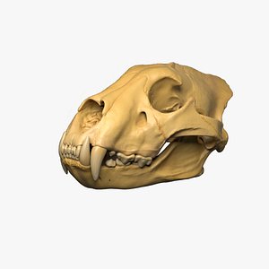 3D lion skull model