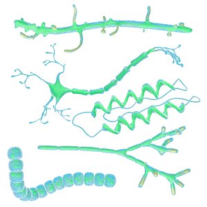 Animated microbes 11-15