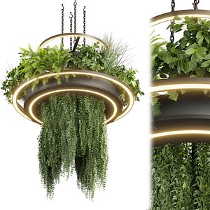 3D model Collection plant vol 508 - chandelier - ampelous - hanging - fern
