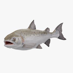 atlantic salmon fish rigged