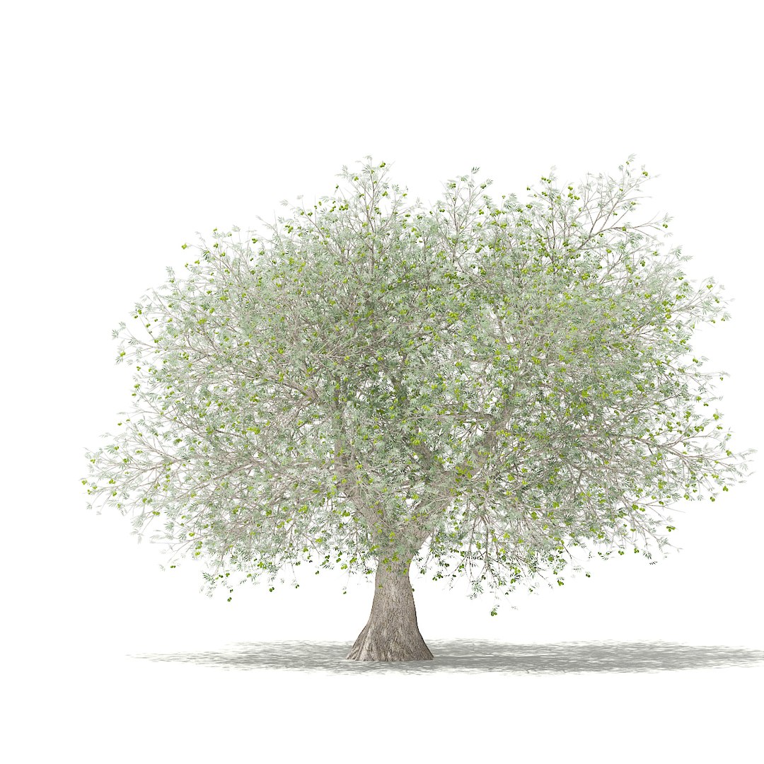 3D olive tree fruits 4 model https://p.turbosquid.com/ts-thumb/Si/qxdd2B/OiaqkiEz/cgaxis_models_105_3802/jpg/1531484468/1920x1080/fit_q87/ccf816af9203de458195ddadd8ce8ccff4a741e1/cgaxis_models_105_3802.jpg