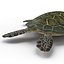 3d green sea turtle rigged
