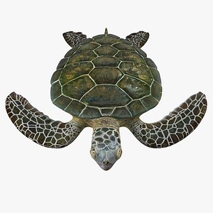 Green Sea Turtle Rigged