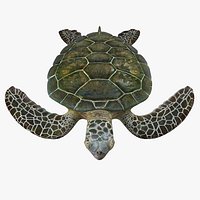 Green Sea Turtle Rigged