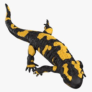 Salamander Running