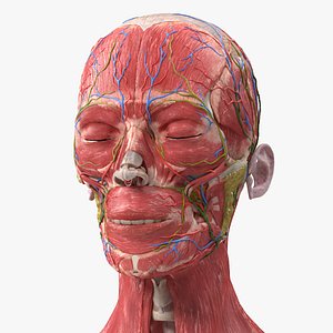 3D Female Anatomy Head