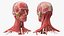 3D Female Anatomy Head