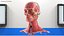 3D Female Anatomy Head
