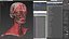 3D Female Anatomy Head