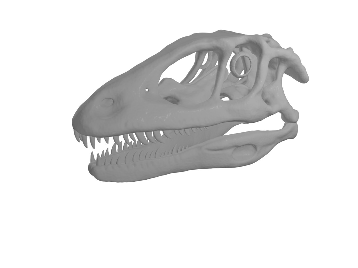 3D Skull Deinonychus - TurboSquid 1154730