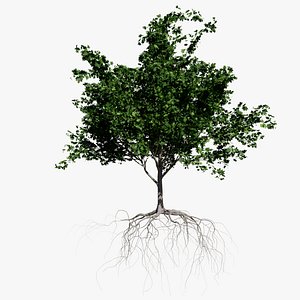 3D maple summer 1 tree bark