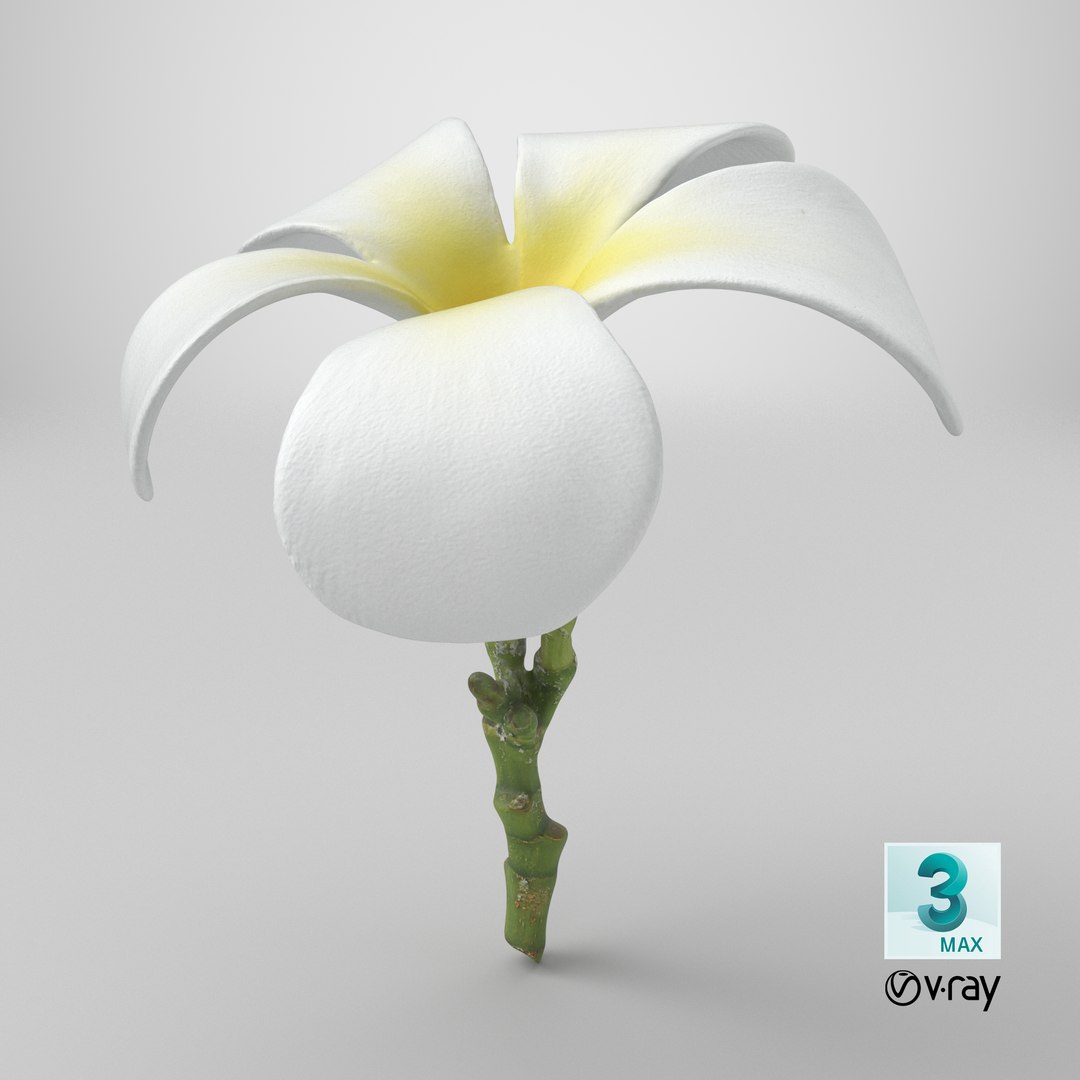 Plumeria Alba 3D https://p.turbosquid.com/ts-thumb/Sj/LR6P4C/5a/stemcell_max_vray_render/png/1742820135/1920x1080/fit_q87/a77b8ef8aa8f854f8fd80bd1c88537ad60d85ed8/stemcell_max_vray_render.jpg
