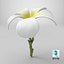 Plumeria Alba