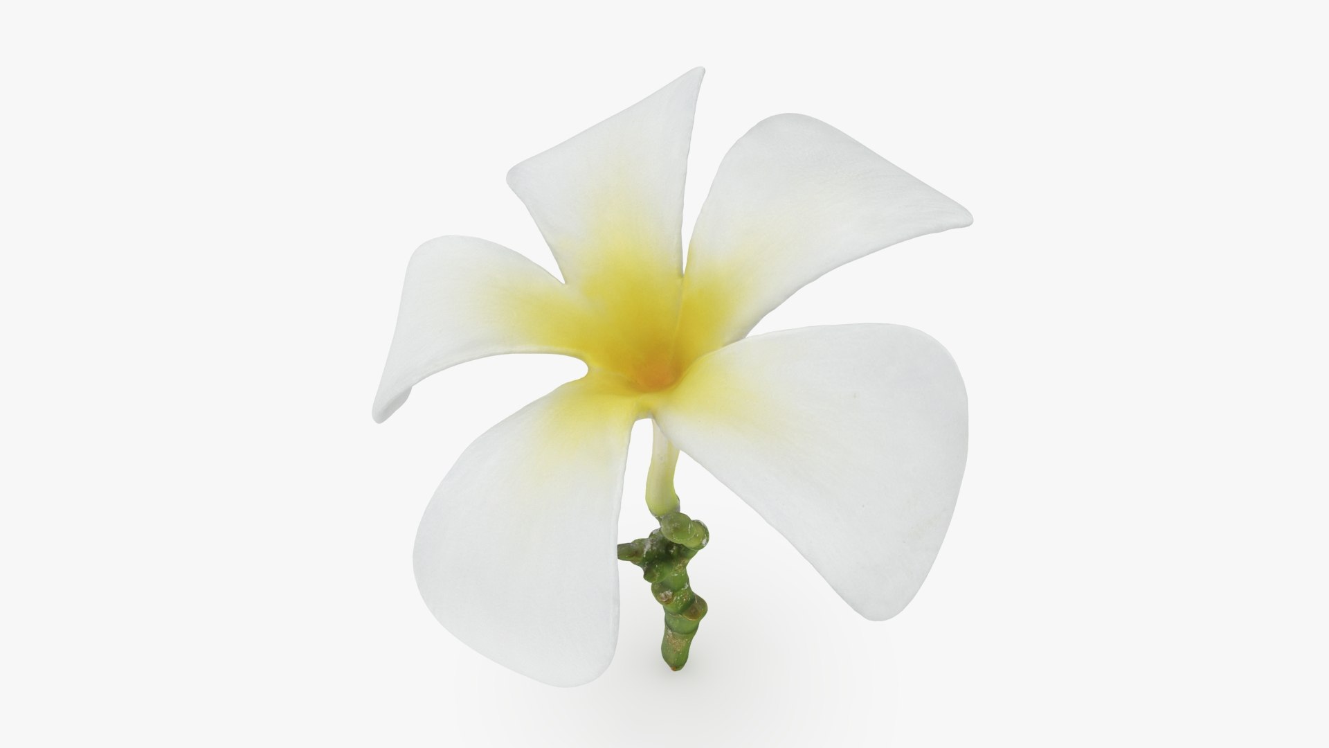 Plumeria Alba 3D https://p.turbosquid.com/ts-thumb/Sj/LR6P4C/A8/plumeriaalba_b0012/jpg/1742121699/1920x1080/fit_q87/a53d1223adffaedd774c91ad4f2449e4ca98499a/plumeriaalba_b0012.jpg