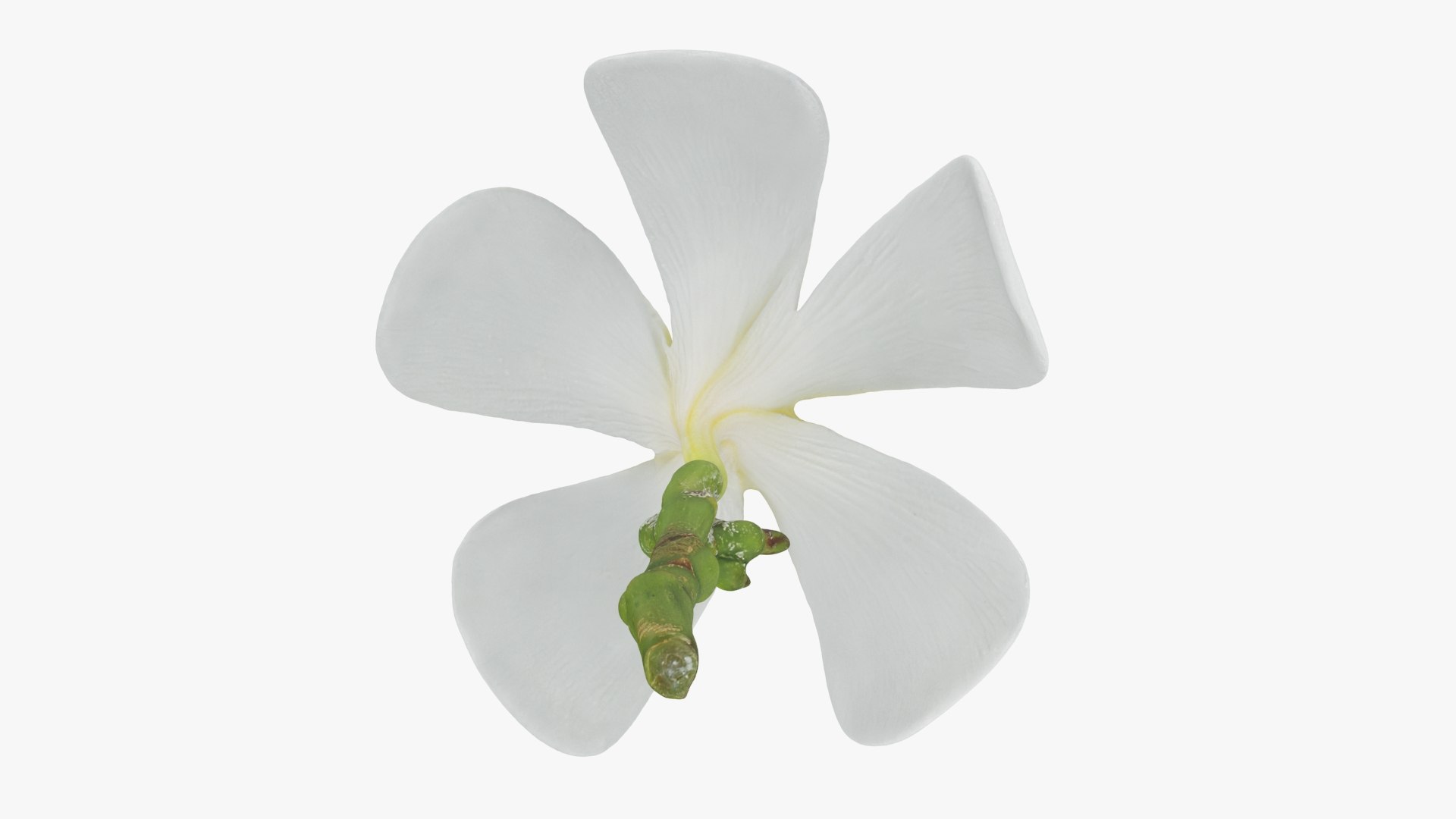 Plumeria Alba 3D https://p.turbosquid.com/ts-thumb/Sj/LR6P4C/BC/plumeriaalba_b0022/jpg/1742121702/1920x1080/fit_q87/53cd3ba06737304d23107149b3aab8d0d0db45e8/plumeriaalba_b0022.jpg