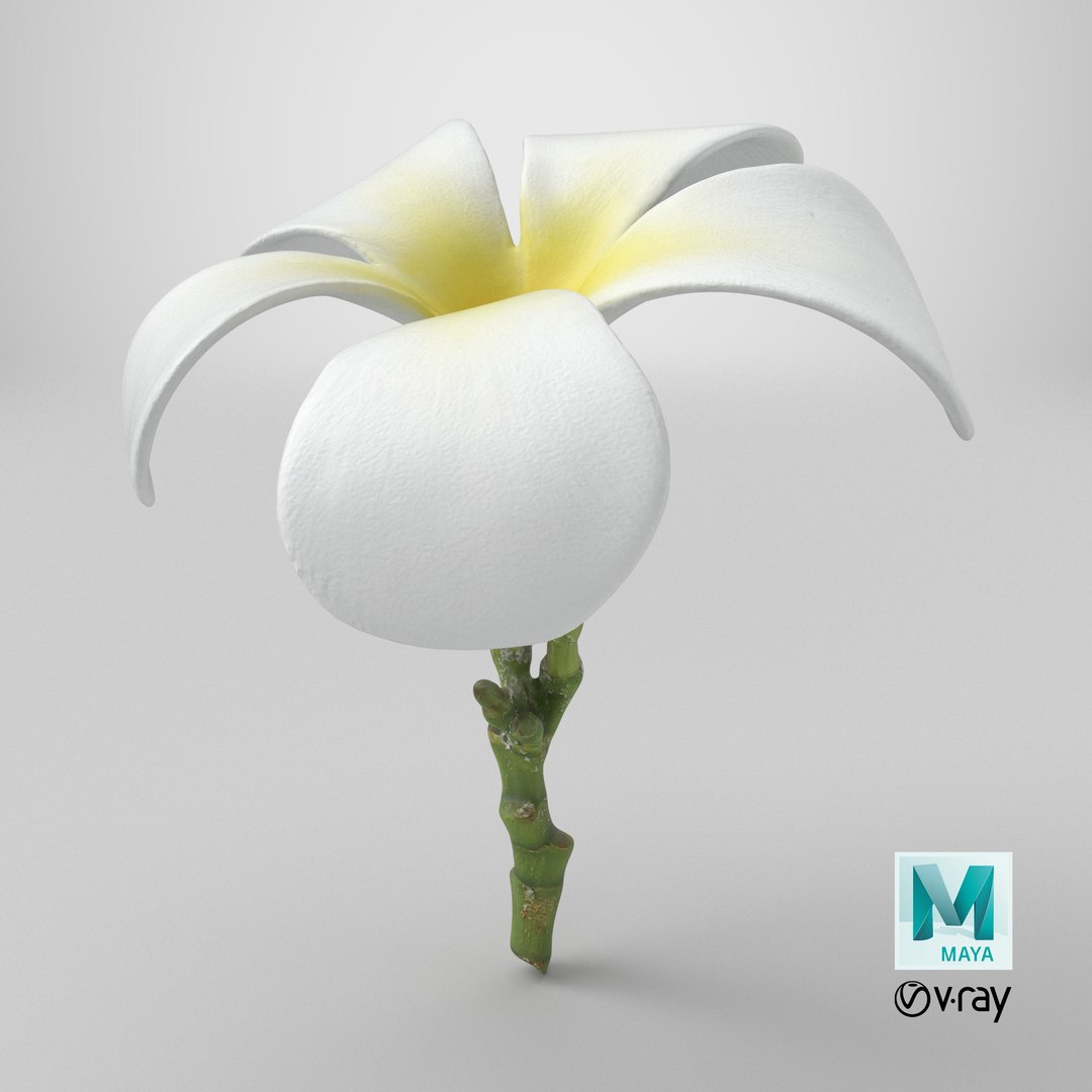 Plumeria Alba 3D https://p.turbosquid.com/ts-thumb/Sj/LR6P4C/BU/stemcell_maya_vray_render/png/1742820130/1920x1080/fit_q87/a187612e7ca1af81508a1d5b4ef0465016475c0f/stemcell_maya_vray_render.jpg