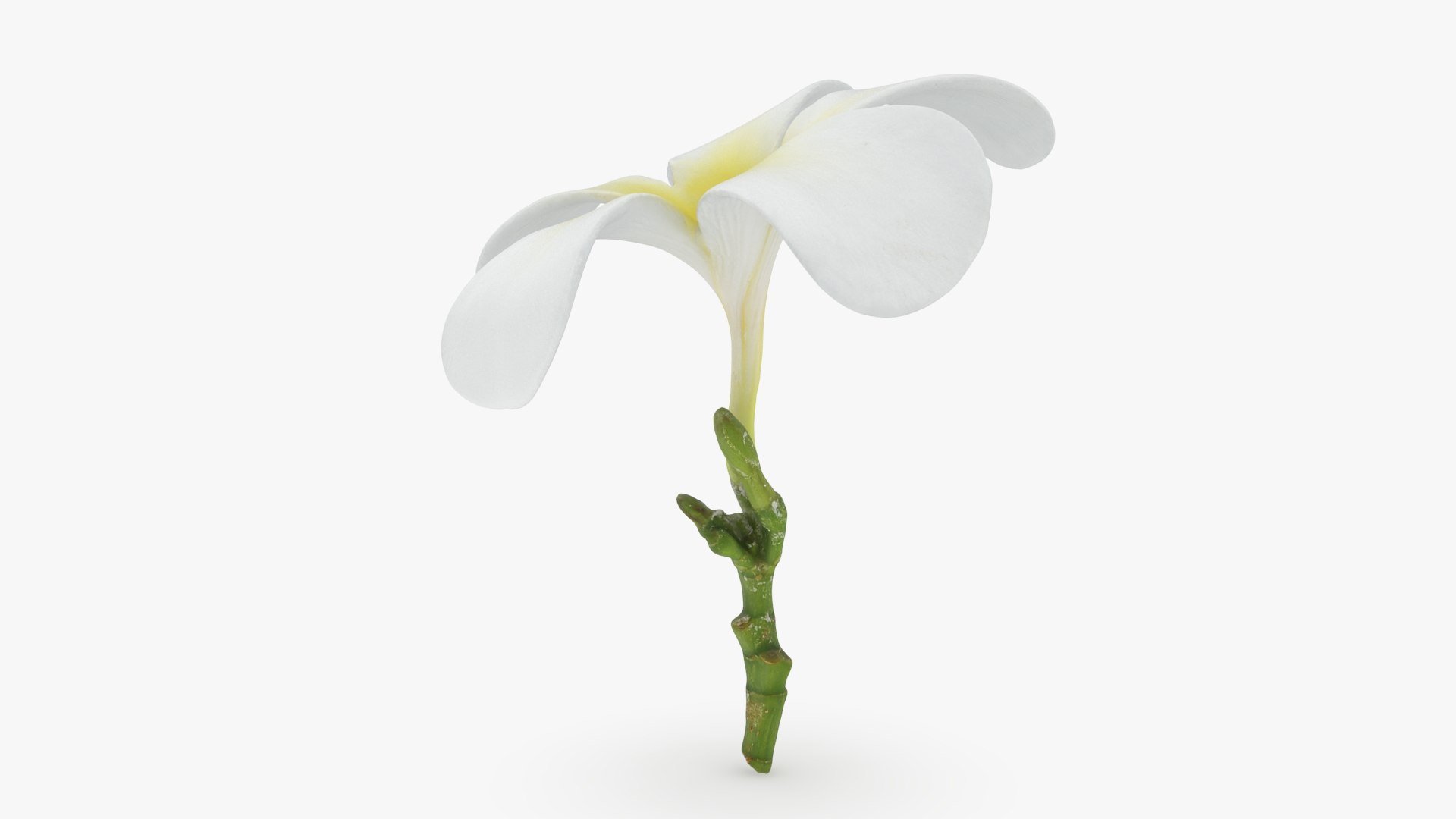 Plumeria Alba 3D https://p.turbosquid.com/ts-thumb/Sj/LR6P4C/CR/plumeriaalba_b0014/jpg/1742121699/1920x1080/fit_q87/983c7b45f2cffbdb6c9c347e1a90f058479b673e/plumeriaalba_b0014.jpg