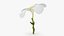 Plumeria Alba