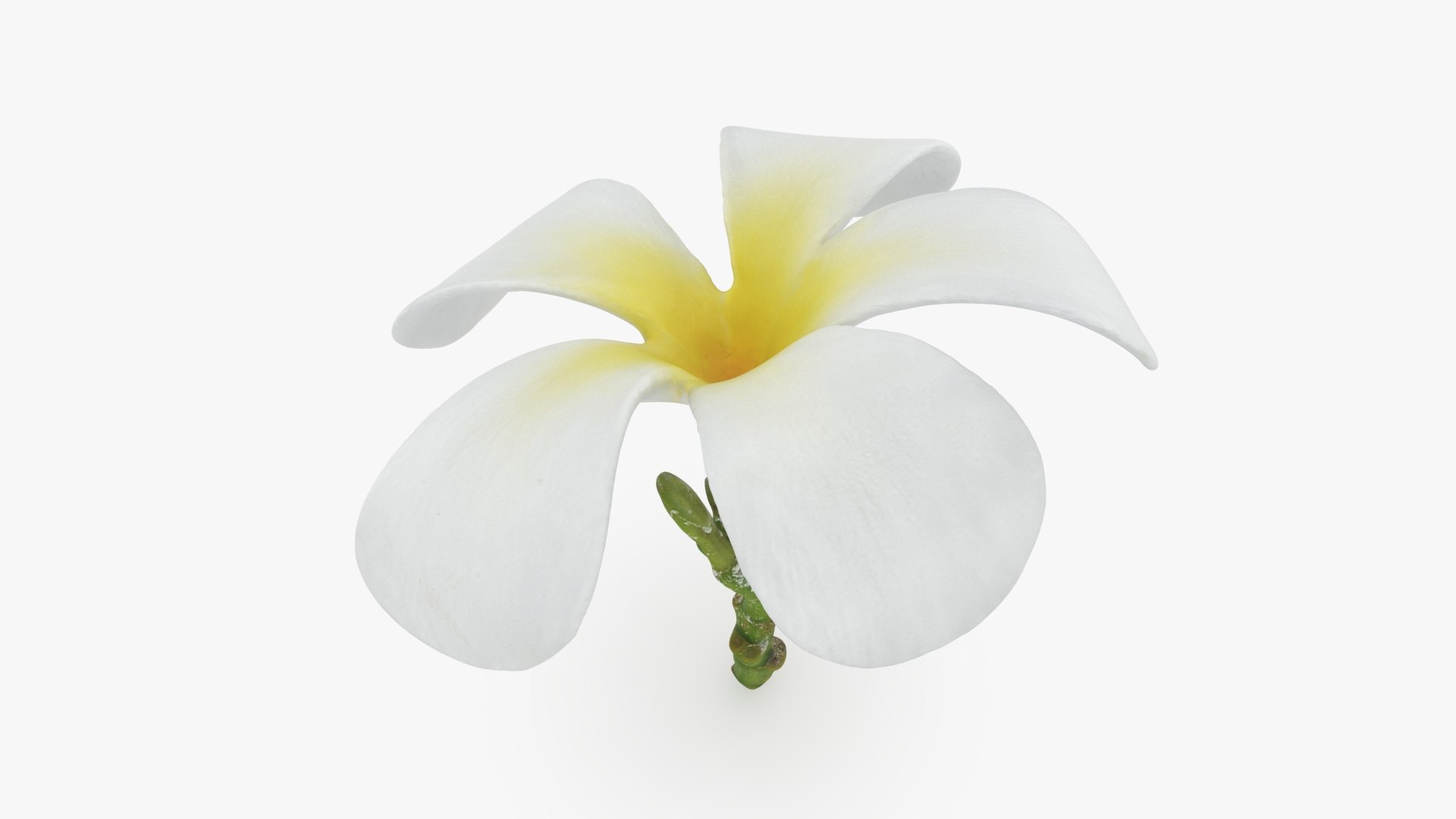 Plumeria Alba 3D https://p.turbosquid.com/ts-thumb/Sj/LR6P4C/Dp/plumeriaalba_b0006/jpg/1742121697/1920x1080/fit_q87/33a2886b833df0c72e9361025375a9f2398c81eb/plumeriaalba_b0006.jpg