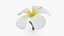 Plumeria Alba