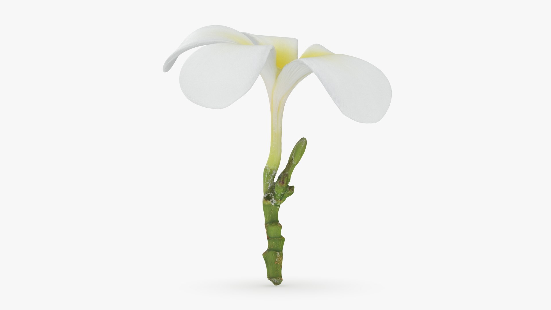 Plumeria Alba 3D https://p.turbosquid.com/ts-thumb/Sj/LR6P4C/IV/plumeriaalba_b0016/jpg/1742121700/1920x1080/fit_q87/46fa402605a29ba5432dcd8dce5e4013c9be9115/plumeriaalba_b0016.jpg