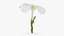 Plumeria Alba