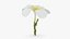 Plumeria Alba