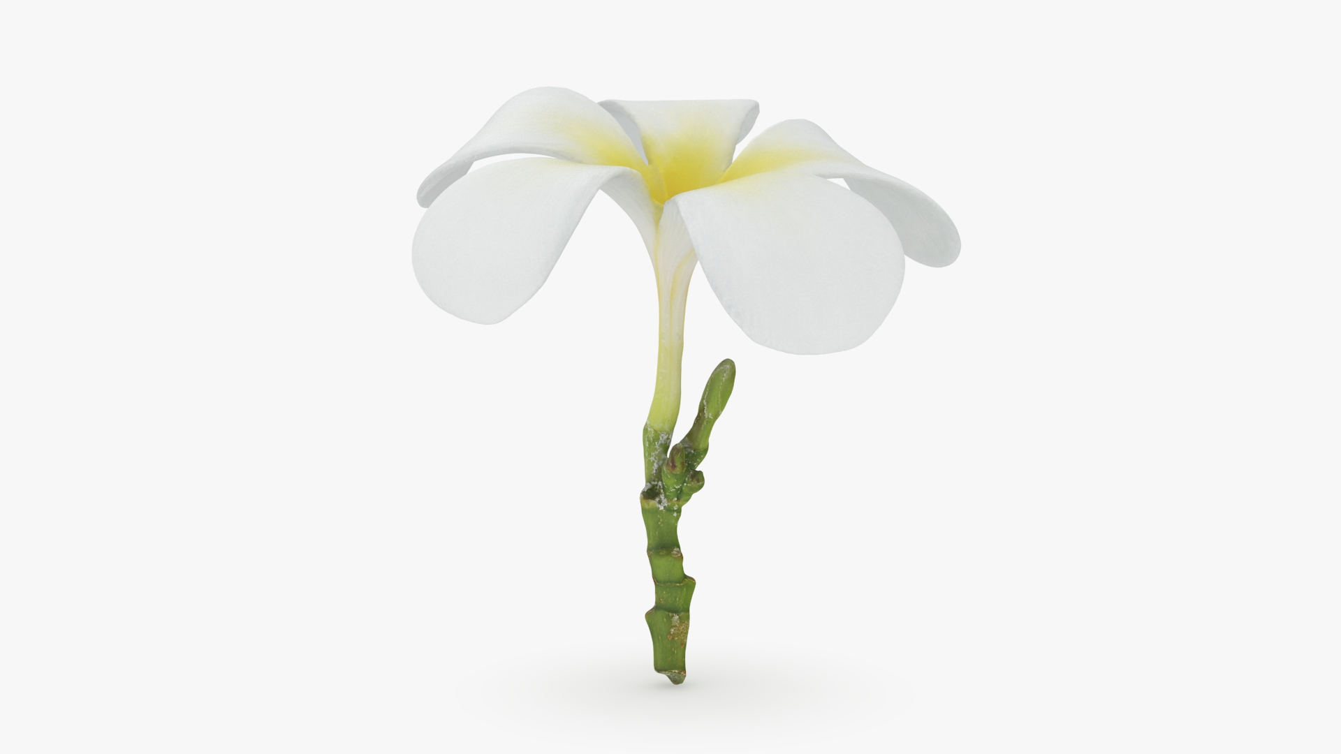 Plumeria Alba 3D https://p.turbosquid.com/ts-thumb/Sj/LR6P4C/Ip/plumeriaalba/jpg/1742121620/1920x1080/turn_fit_q99/823e2af5019e45bb901015d0ca6baf7feec2bbab/plumeriaalba-1.jpg