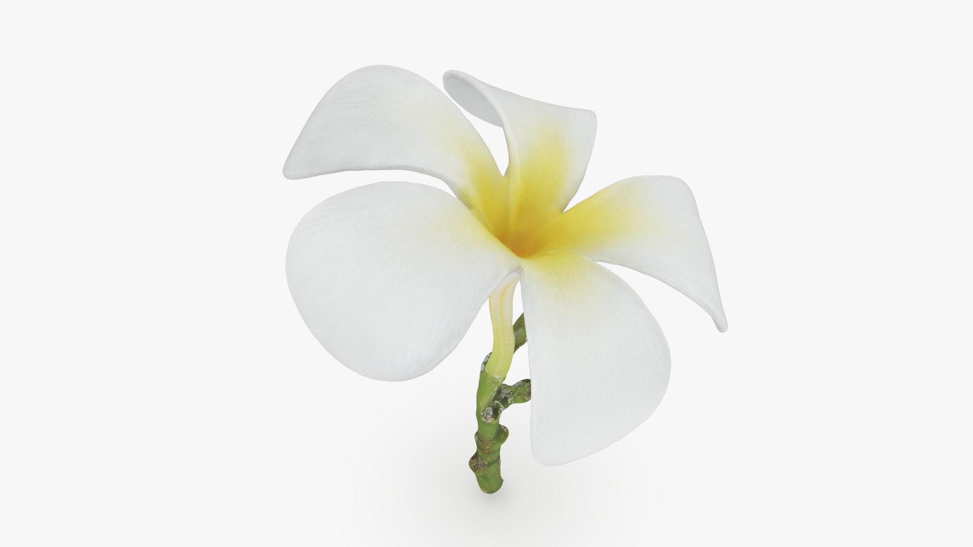 Plumeria Alba 3D https://p.turbosquid.com/ts-thumb/Sj/LR6P4C/J2/plumeriaalba_b0018/jpg/1742121700/1920x1080/fit_q87/a3067f1c7ccd36af1aa9f7c89e72ab8a804eb112/plumeriaalba_b0018.jpg