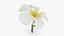 Plumeria Alba