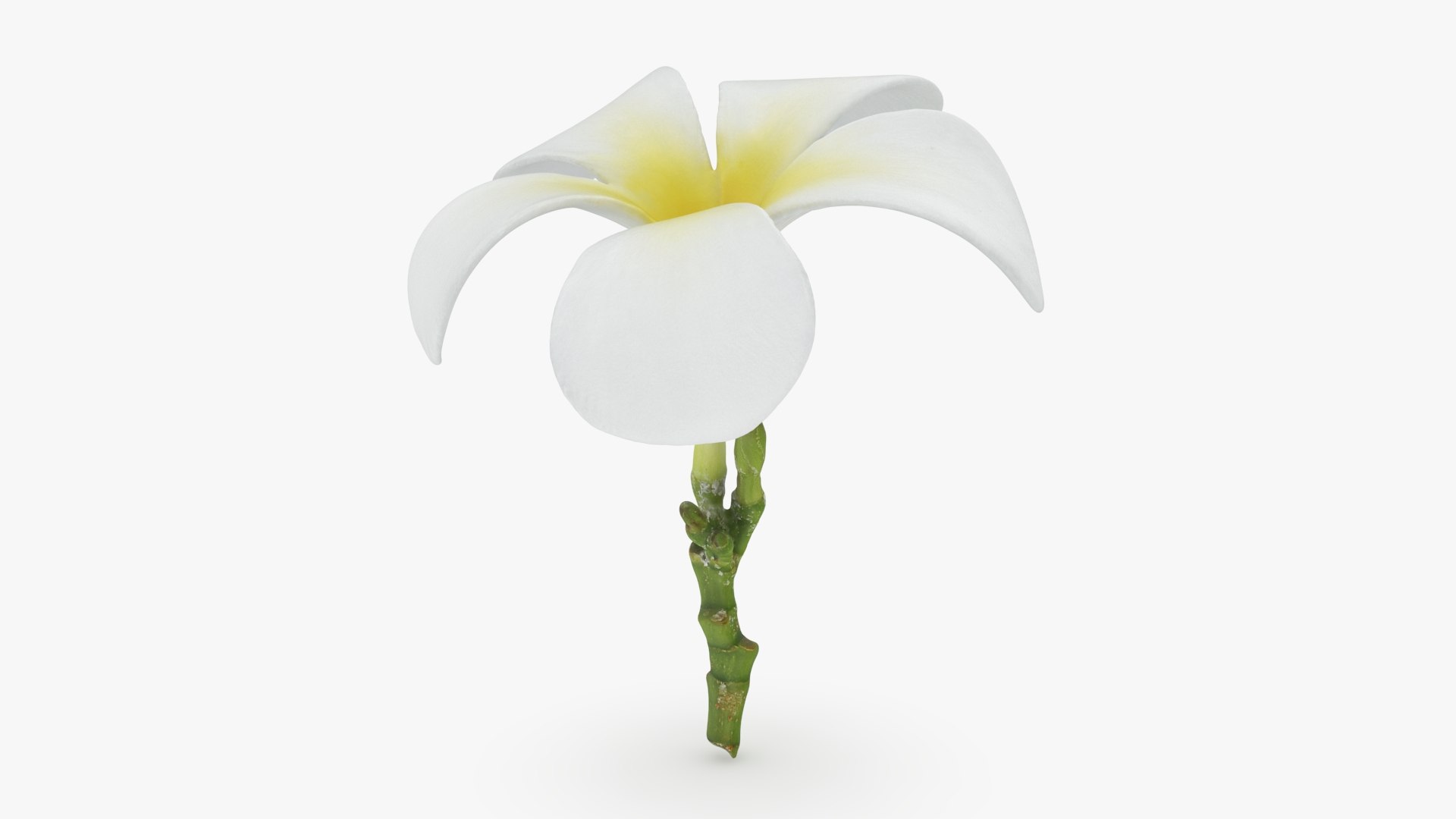 Plumeria Alba 3D https://p.turbosquid.com/ts-thumb/Sj/LR6P4C/Jt/plumeriaalba_b0004/jpg/1742121696/1920x1080/fit_q87/3ee349c6d19c03c93eab30e1388b231ceb0205a9/plumeriaalba_b0004.jpg