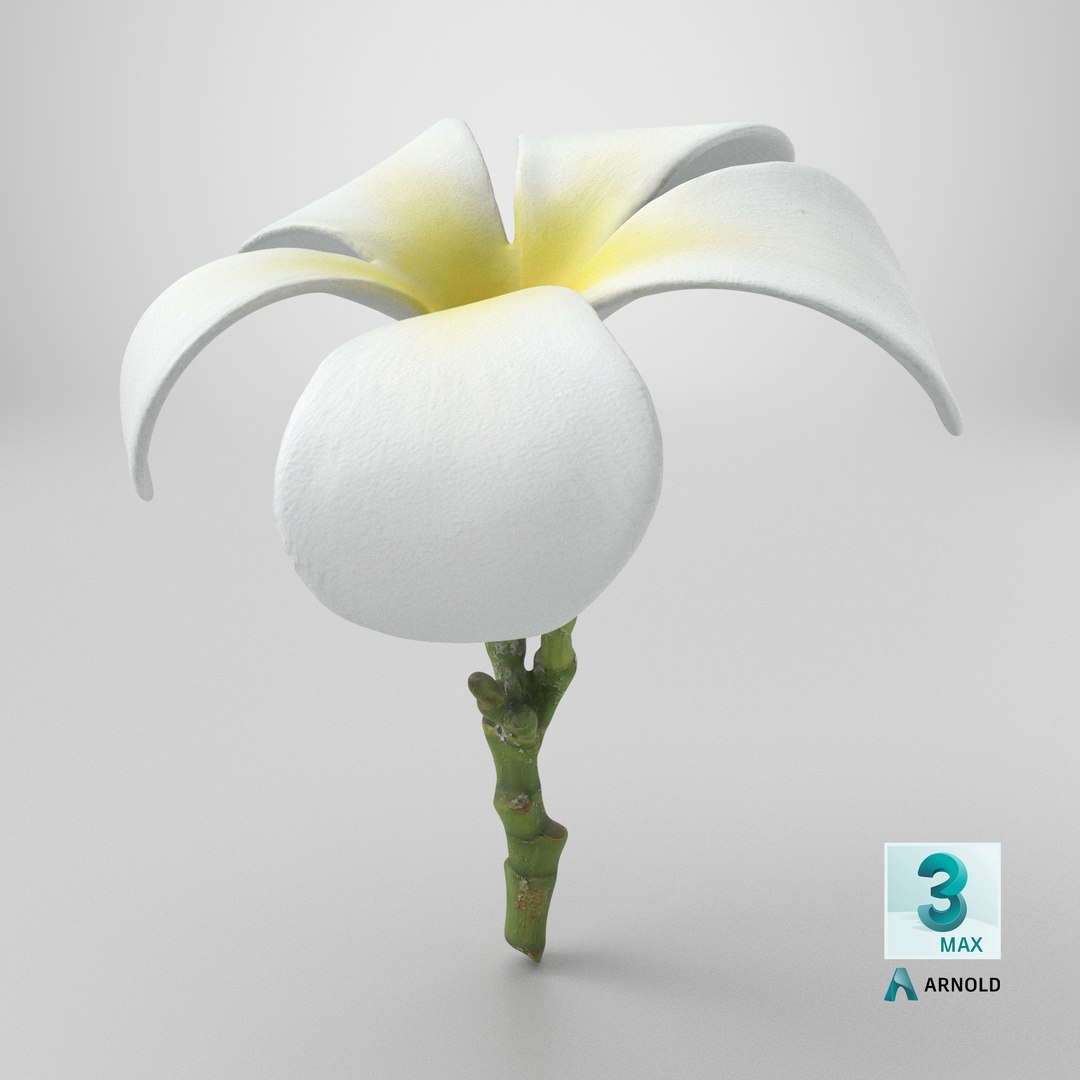 Plumeria Alba 3D https://p.turbosquid.com/ts-thumb/Sj/LR6P4C/Qe/stemcell_max_arnold_render/png/1742820137/1920x1080/fit_q87/b66a375fae3c7dc7575adf768c758d930c829e26/stemcell_max_arnold_render.jpg