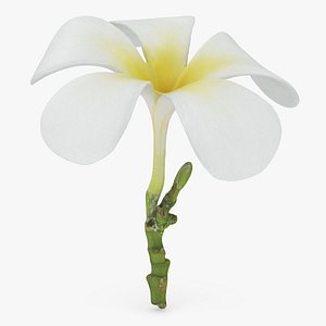 Plumeria Alba 3D
