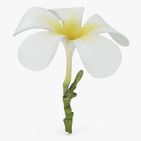 Plumeria Alba