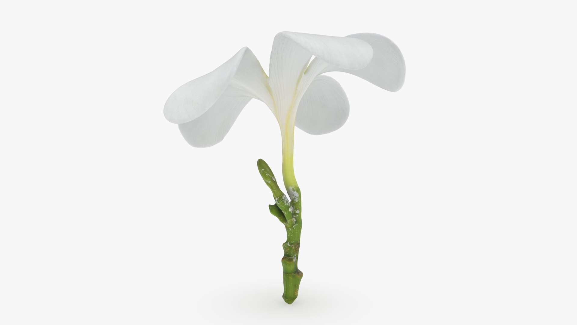 Plumeria Alba 3D https://p.turbosquid.com/ts-thumb/Sj/LR6P4C/Sj/plumeriaalba_b0000/jpg/1742121695/1920x1080/fit_q87/15d6cf56a9015049fd71f884e53ec2188e0a8277/plumeriaalba_b0000.jpg