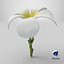 Plumeria Alba