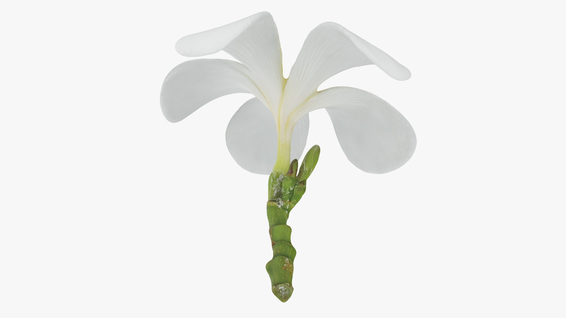 Plumeria Alba 3D https://p.turbosquid.com/ts-thumb/Sj/LR6P4C/YG/plumeriaalba_b0020/jpg/1742121700/1920x1080/fit_q87/3be4c91ed122b397d9a467ba47360bc868685e6f/plumeriaalba_b0020.jpg