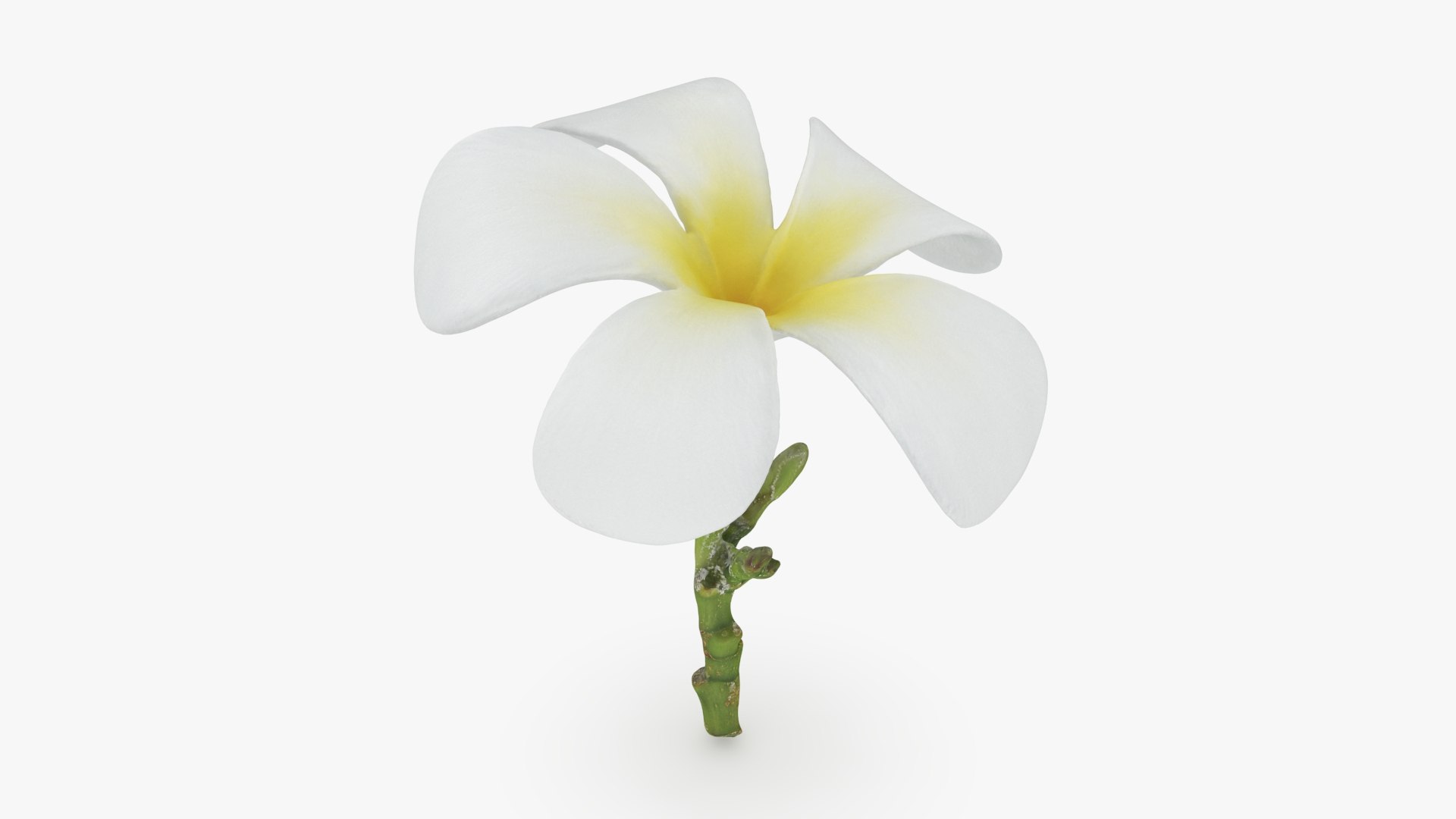 Plumeria Alba Collection Model - TurboSquid 2387952