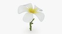Plumeria Alba