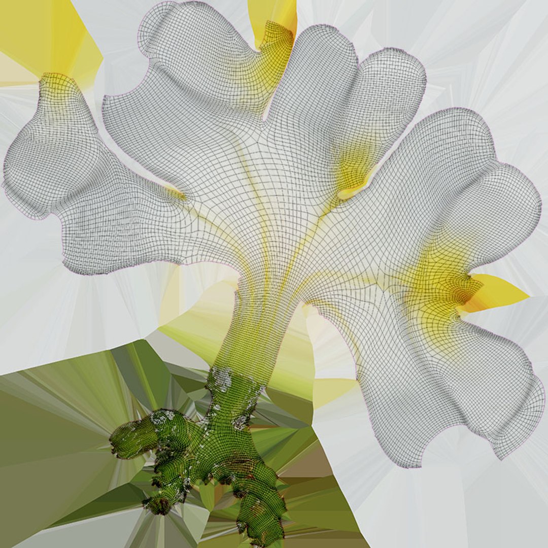 Plumeria Alba 3D https://p.turbosquid.com/ts-thumb/Sj/LR6P4C/fh/plumeriaalba_d0004/jpg/1742121702/1920x1080/fit_q87/ba64f5074dc93ebd8a1e2e4978d50e78acb54a4e/plumeriaalba_d0004.jpg
