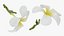 Plumeria Alba