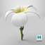 Plumeria Alba