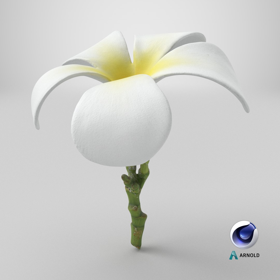 Plumeria Alba 3D https://p.turbosquid.com/ts-thumb/Sj/LR6P4C/jG/stemcell_cinema_4d_arnold_render/png/1742820132/1920x1080/fit_q87/f99e09288fab4892caf24a42b4420f1360418f0f/stemcell_cinema_4d_arnold_render.jpg