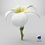 Plumeria Alba